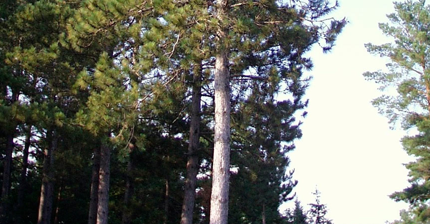 pinos-rojos-Pinus-resinosa
